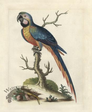 Edwards Parrot 02